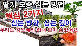 딸기 모종 심는 방법, 딸기모종 심는 핵심 2가지.(텃밭 딸기 재배, 텃밭 딸기 심기, 텃밭 딸기 모종 심기…