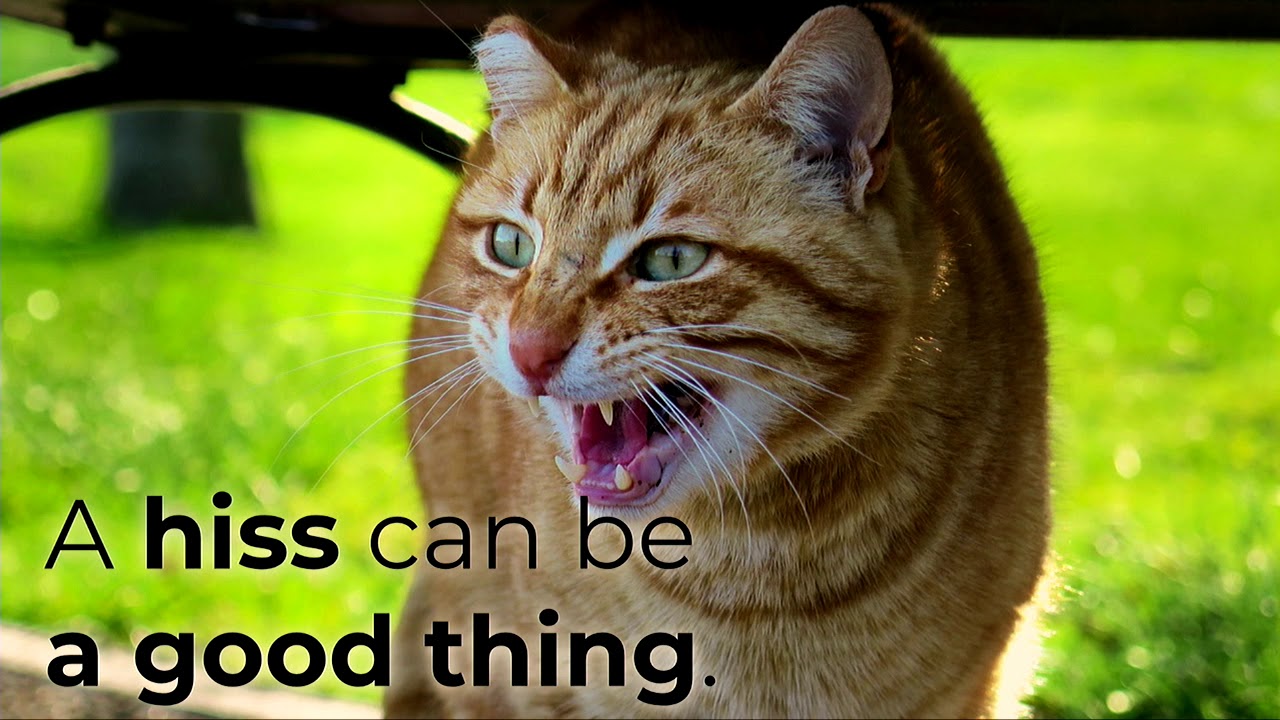 DrupalCon Seattle 2019: Getting an angry wet cat to purr
