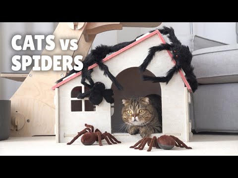 download lagu mp3 mp4 Cat Spider, download lagu Cat Spider gratis, unduh video klip Cat Spider