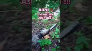 Download lagu KACER ALBINO HASIL PIKAT ORI HUTAN ‼️ #kicaumania #kacer #albino #burungkicau #pikatburung mp3 Download lagu KACER ALBINO HASIL PIKAT ORI HUTAN ‼️ #kicaumania #kacer #albino #burungkicau #pikatburung mp3