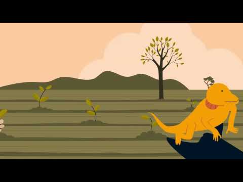 Explained: Sustainability in the Australian cotton industry