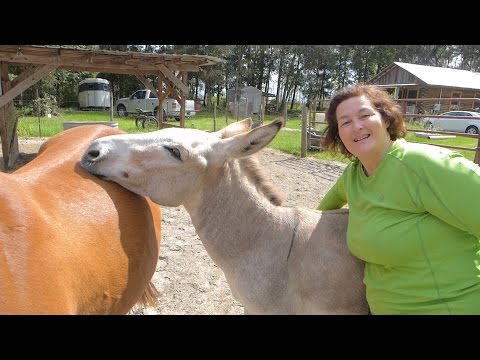 YouTube video about: How much space does a horse require?