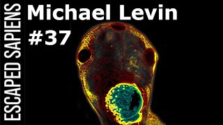#37 Michael Levin | Hacking The Blueprint Of Life