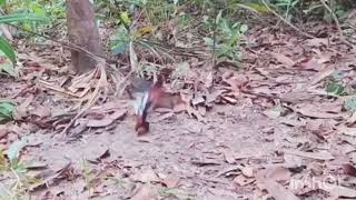 Download lagu ⚽pikat burung murai batu menggunakan jangkrik,,, mp3