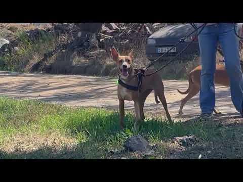 Lucky Dogs Montemor