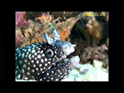 Rede Globo e RBS TV/RS - Globo Repórter 'Brasil Oceânico' completo + intervalos 04/02/2005.