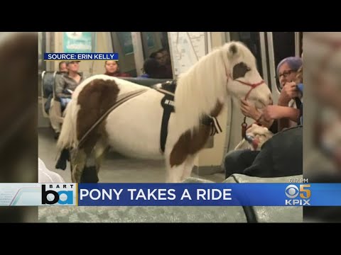 Horse Hitches A Ride On BART