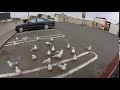 Crazy Seagulls For French Fries