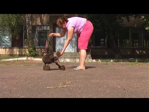 Aux Yeux Noirs Yuppie 2,9 years