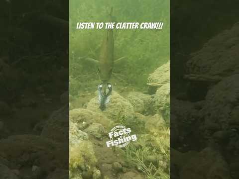 WOW - Listen to the Berkley Clatter Craw!!! #shorts