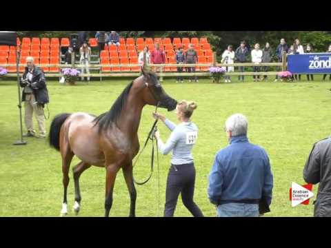 N.31 EPIC KA - Bruges 2016 - Colts 2/3 years old - National (Class 4)