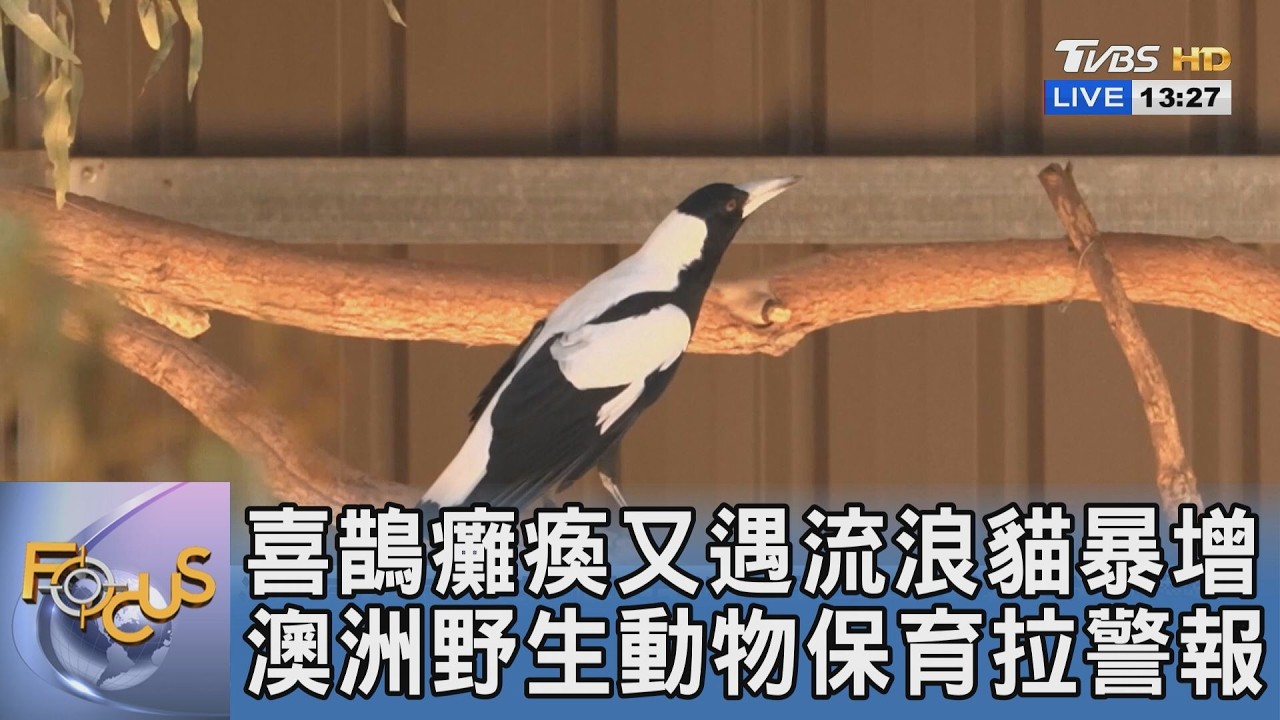 喜鵲癱瘓又遇流浪貓暴增 澳洲野生動物保育拉警報