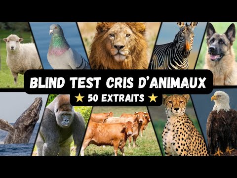 BLIND TEST CRIS D'ANIMAUX - 50 EXTRAITS