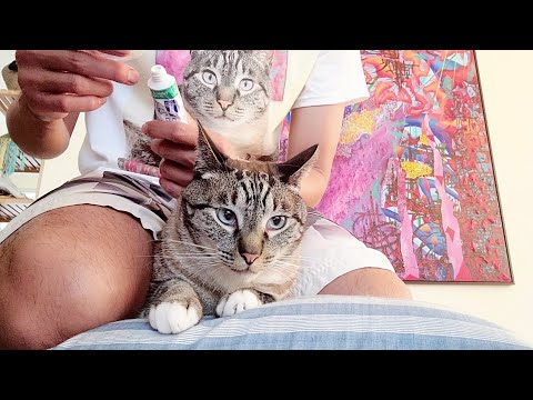 Virbac C.E.T. Enzymatic Cat & Dog Pet Toothpaste Toothbrushing Feline Dental Care Demonstration