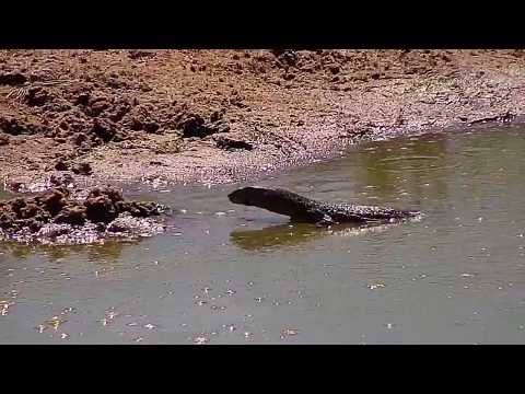 Djuma: Large Water Monitor Lizard hunting for bugs in the pan - 11:32 - 04/09/19