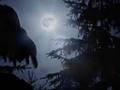 Claro de Luna - Beethoven 