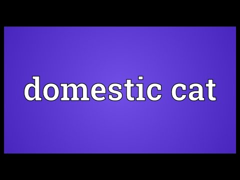 Domestic cat Meaning