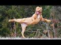 I Would Die Laughing For These Comedian Dogs Funny Dog Videos