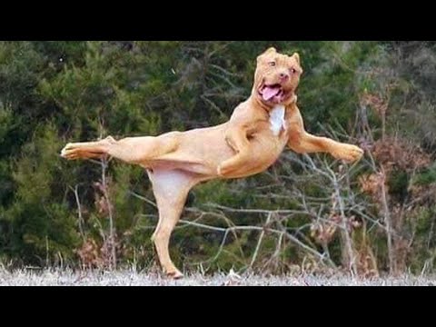 Je mourrais de rire pour ces chiens comiques vidéos drôles de chiens