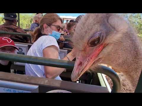 Birdwatching Paradise: Birds of South Africa's Garden Route