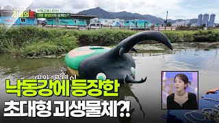 Download lagu 낙동강에 등장한 초대형 괴생물체?! [리얼 카메라 진실의 눈] | KBS 251107 방송 mp3