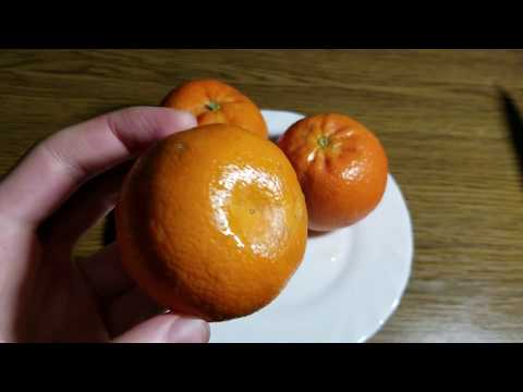 Citrus W.Murcott Afourer mandarine / tangor