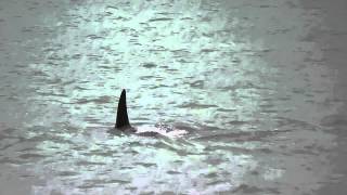 preview picture of video 'Orca visit Whangaparaoa 22 Nov 2012'