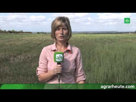 Vegetationsreport 2012: Ausfallraps bekämpfen