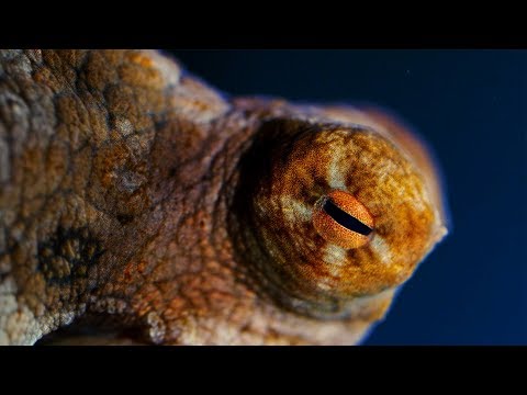 Octopuses are Absolutely Bizarre! | Natural World: The Octopus In My House | BBC Earth