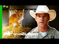 Game Wardens Release A Bobcat Cub | Lone Star Law