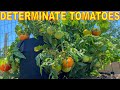 4 LIES You Believe About Determinate Tomatoes Everything You Know Is WRONG
