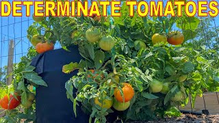 4 LIES You Believe About Determinate Tomatoes: Everything You Know Is WRONG