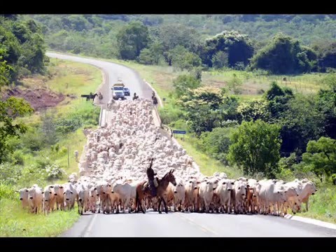 RECORDAÇÕES DE BOIADEIRO - IRÍDIO E IRINEU