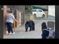 Viral Encounter With Wild Bear Sparks Outrage Online