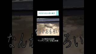 ワニがいっぱいの鬼山地獄🐊【ちびげらもん切り抜き】#shorts #ちびげらもん #旅行vlog #別府 #地獄めぐり #切り抜き