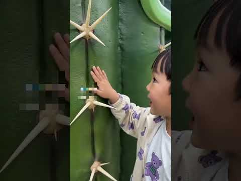 Cactus train 🤣 😱 #Catsoftiktok#CatLovers #cat #cute #FunnyCats#catcartoon#fyp#shorts