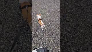 Video preview image #1 Chiranian Puppy For Sale in Arlington, WA, USA