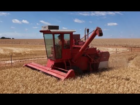 Massey Ferguson 587 – Erste Ernte seit über 35 Jahren