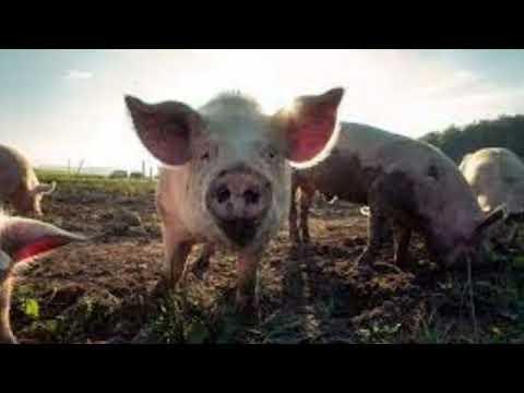 Pig Sound Effects | pig 🐷 voice