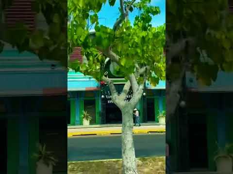 Maracaibo, el puerto, Lia Bermúdez #maracaibo #zulia #venezuela