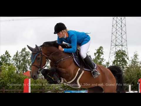 Gelzarina by Cardento x Nimmerdor @ winning 1.30m and 1.35m nat. Grand Prix Warga
