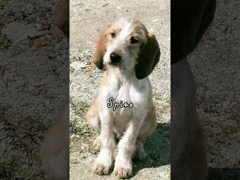 Regalo Spino meraviglioso dolce cucciolo cerca casa 