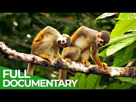 Wild Colombia | Part 3: Journey To The Heart of The Amazon | Free Documentary Nature