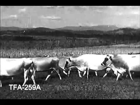 North to the Sun (1951)