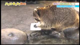 [問題] 松子料理前需要先清洗過嗎?