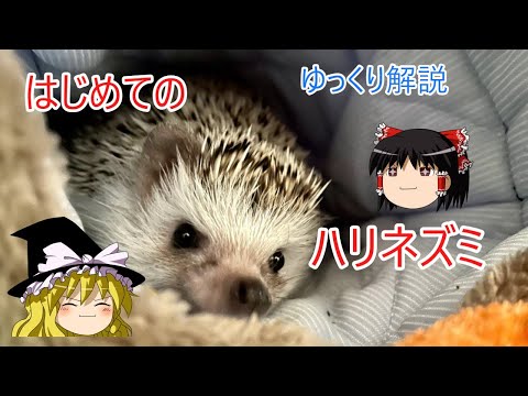 直立した耳と非常に薄い毛並みを持つ 2 匹のハリネズミ