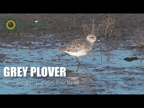 Kulík bahenný (Pluvialis squatarola) — Grey Plover v zimnom šate pri kŕmení