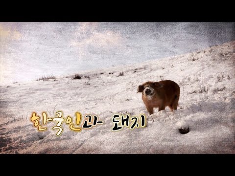 , title : '[율촌재단 특집다큐멘터리] 한국인과 돼지'