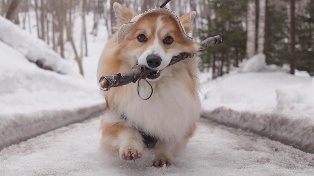 「棒集め」が趣味の犬が、朝イチの森で『異常なこだわり』を発揮した結果…