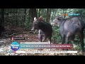 Discovery Of Native Wild Goats On Sumatra Island SSI